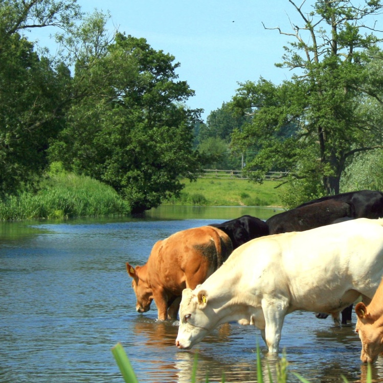 livestock water treatment